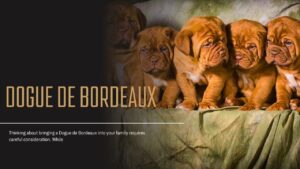 Dogue Bordeaux 